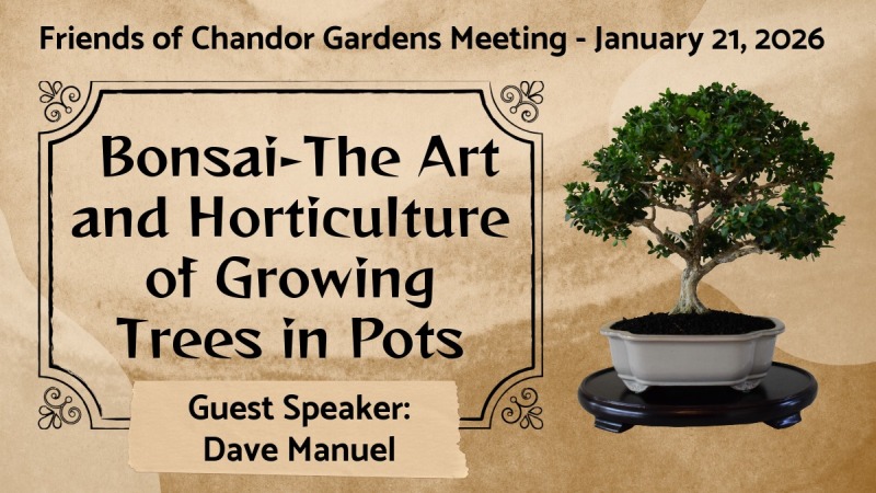 focg bonsai art jan2026